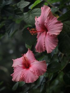 Preview wallpaper hibiscus, flowers, petals, pollen, pink, macro