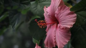 Preview wallpaper hibiscus, flowers, petals, pollen, pink, macro