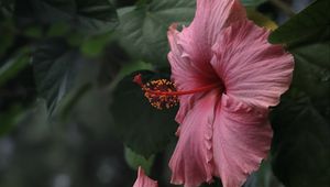 Preview wallpaper hibiscus, flowers, petals, pollen, pink, macro