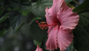 Preview wallpaper hibiscus, flowers, petals, pollen, pink, macro