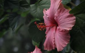 Preview wallpaper hibiscus, flowers, petals, pollen, pink, macro