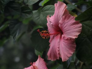 Preview wallpaper hibiscus, flowers, petals, pollen, pink, macro