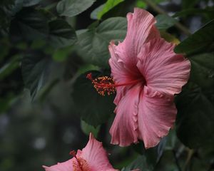 Preview wallpaper hibiscus, flowers, petals, pollen, pink, macro