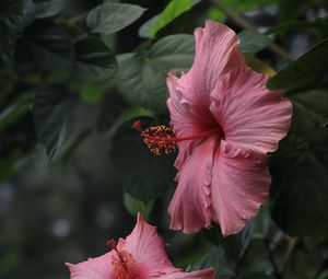 Preview wallpaper hibiscus, flowers, petals, pollen, pink, macro