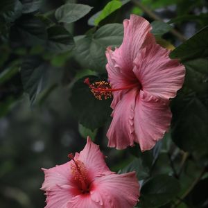 Preview wallpaper hibiscus, flowers, petals, pollen, pink, macro