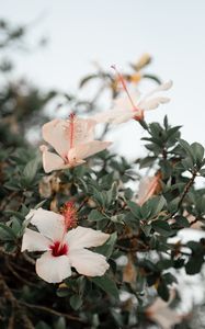 Preview wallpaper hibiscus, flowers, pink, branch, bloom