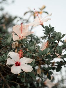 Preview wallpaper hibiscus, flowers, pink, branch, bloom