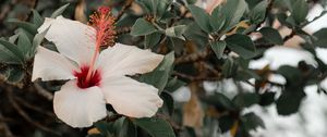 Preview wallpaper hibiscus, flowers, pink, branch, bloom