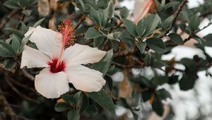 Preview wallpaper hibiscus, flowers, pink, branch, bloom