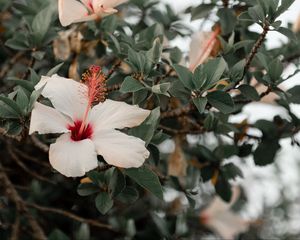 Preview wallpaper hibiscus, flowers, pink, branch, bloom