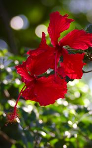 Preview wallpaper hibiscus, flowers, red, plant