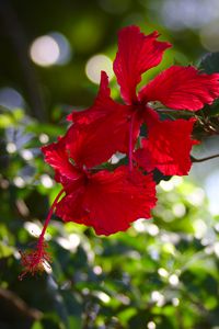 Preview wallpaper hibiscus, flowers, red, plant