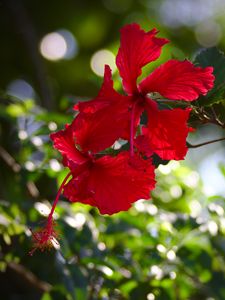 Preview wallpaper hibiscus, flowers, red, plant