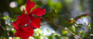 Preview wallpaper hibiscus, flowers, red, plant