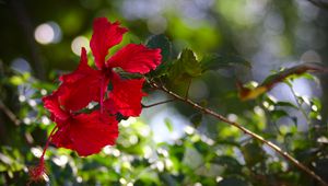 Preview wallpaper hibiscus, flowers, red, plant