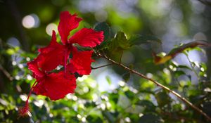 Preview wallpaper hibiscus, flowers, red, plant