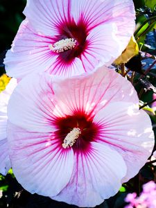 Preview wallpaper hibiscus, flowers, white, macro, petals