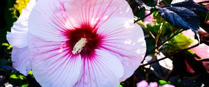 Preview wallpaper hibiscus, flowers, white, macro, petals