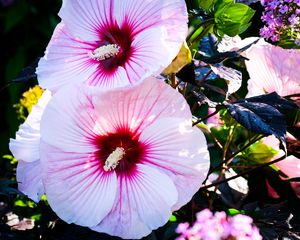 Preview wallpaper hibiscus, flowers, white, macro, petals