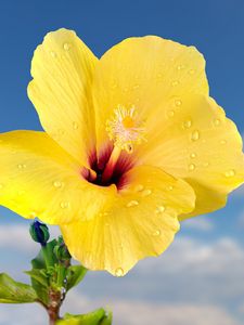 Preview wallpaper hibiscus, petals, drops, flower, yellow, macro