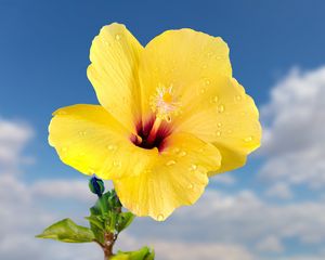 Preview wallpaper hibiscus, petals, drops, flower, yellow, macro