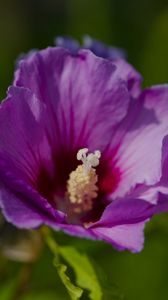 Preview wallpaper hibiscus, petals, flower, leaves, macro