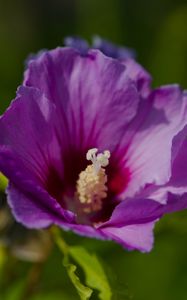 Preview wallpaper hibiscus, petals, flower, leaves, macro