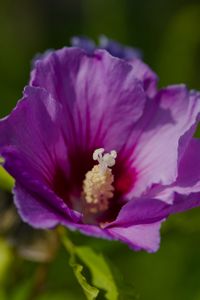 Preview wallpaper hibiscus, petals, flower, leaves, macro