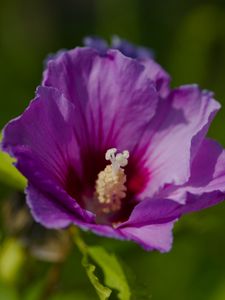 Preview wallpaper hibiscus, petals, flower, leaves, macro