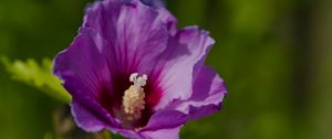 Preview wallpaper hibiscus, petals, flower, leaves, macro