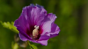 Preview wallpaper hibiscus, petals, flower, leaves, macro