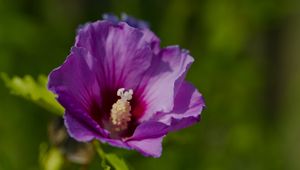 Preview wallpaper hibiscus, petals, flower, leaves, macro