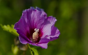 Preview wallpaper hibiscus, petals, flower, leaves, macro
