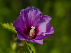 Preview wallpaper hibiscus, petals, flower, leaves, macro