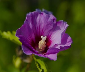 Preview wallpaper hibiscus, petals, flower, leaves, macro