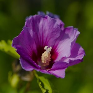 Preview wallpaper hibiscus, petals, flower, leaves, macro