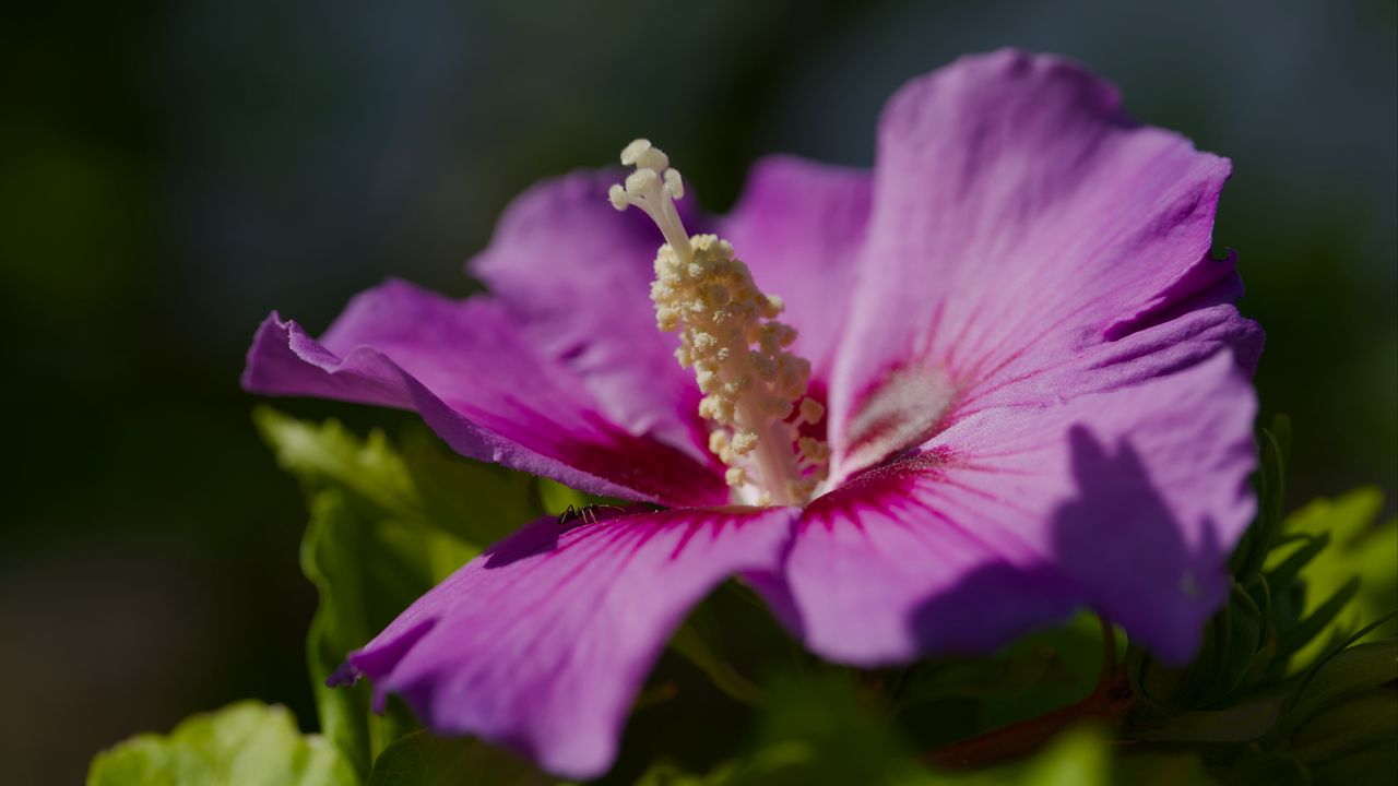Wallpaper hibiscus, petals, flower, leaves, macro, blur