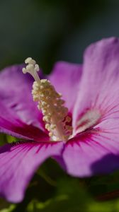 Preview wallpaper hibiscus, petals, flower, leaves, macro, blur