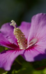 Preview wallpaper hibiscus, petals, flower, leaves, macro, blur