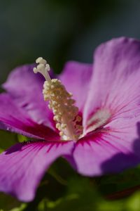 Preview wallpaper hibiscus, petals, flower, leaves, macro, blur