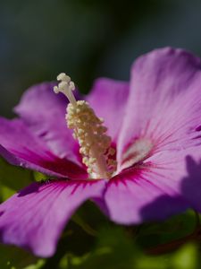 Preview wallpaper hibiscus, petals, flower, leaves, macro, blur