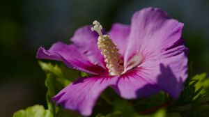 Preview wallpaper hibiscus, petals, flower, leaves, macro, blur