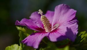 Preview wallpaper hibiscus, petals, flower, leaves, macro, blur
