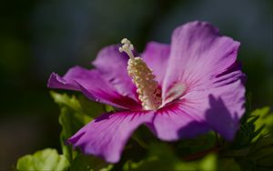 Preview wallpaper hibiscus, petals, flower, leaves, macro, blur