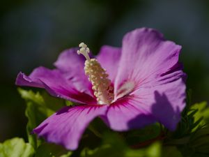 Preview wallpaper hibiscus, petals, flower, leaves, macro, blur