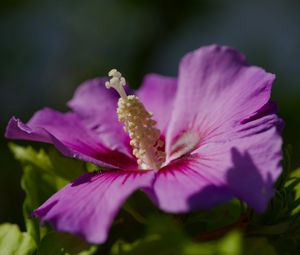Preview wallpaper hibiscus, petals, flower, leaves, macro, blur