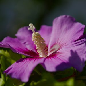 Preview wallpaper hibiscus, petals, flower, leaves, macro, blur