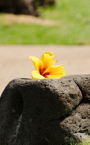 Preview wallpaper hibiscus, petals, flower, stone, minimalism