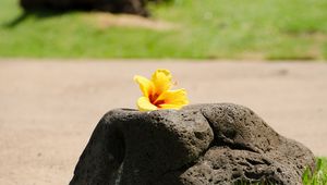 Preview wallpaper hibiscus, petals, flower, stone, minimalism