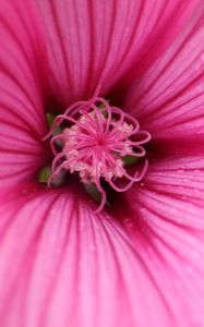 Preview wallpaper hibiscus, petals, flower, pink, macro